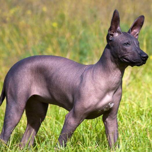 Miniature store hairless dog